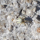 Neoscona orb web spider