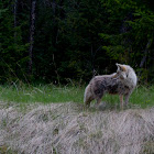 Coyote near Jasper