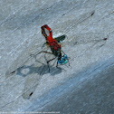 Blue-faced Meadowhawk dragonfly (male, preparing for mating)