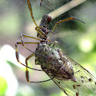 Golden Silk Orb-Weaver