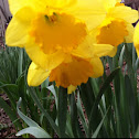 Daffodil