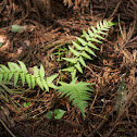 Lady Fern or Common Lady-fern