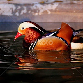 Sweet Drake -- A Passionate Swimmer by Suvajit Malik - Animals Birds