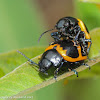 Swamp milkweed leaf beetles (mating)