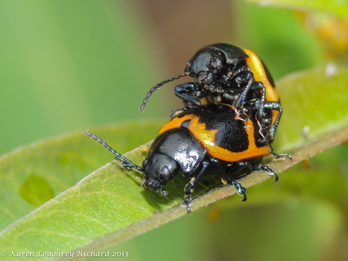 Swamp milkweed leaf beetles (mating)