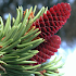 iForest - Trees and shrubs4.1