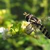 hover fly
