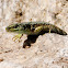 Carpetane rock lizard, Lagartija carpetana