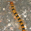 Indian Giant Tiger Centipede