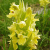 Elder-flowered Orchid (yellow)