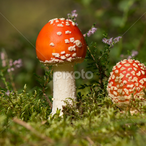 Amanita muscaria by Milan Horejsi - Nature Up Close Mushrooms & Fungi