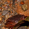 River crab