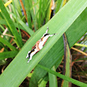 Pearly Wood Nymph (Bird Poop Moth)