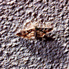 Assembly Moth