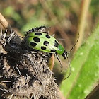 Green Western Spotted Cucumber Beetle