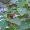 Flowering Dogwood (berries)