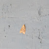 Aleimma moth