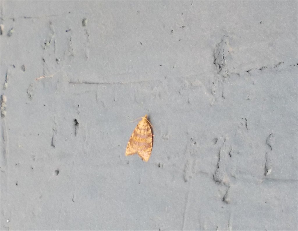 Aleimma moth