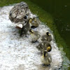 Mallard duck and her ducklings