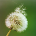 Seed head dandelion