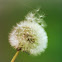 Seed head dandelion