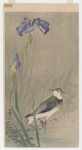 Northern lapwig and flowering iris