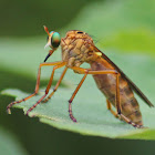 Hanging Thief Robberfly