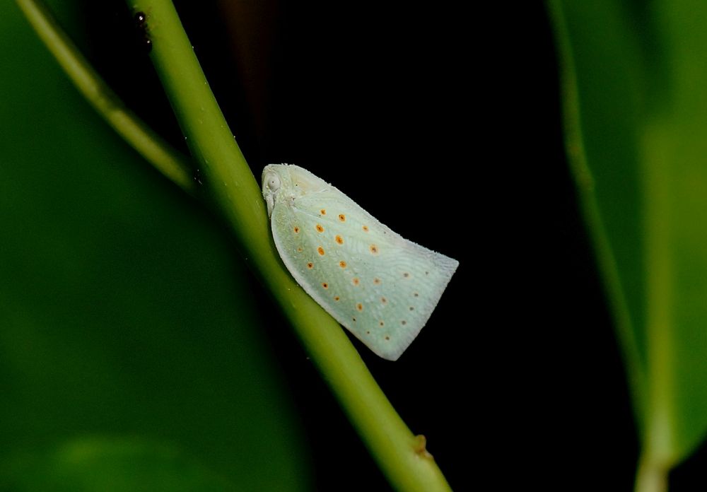 Unknown Leafhopper