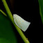 Unknown Leafhopper