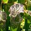 White-top pitcher plant