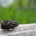 Western Terrestrial Garter