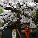 KyotoGIonSakuraPhotos