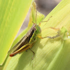 Creek Grasshopper
