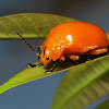 Golden Leaf Beetle