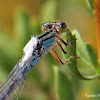 Damselfly with unknown material on wings
