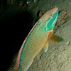 Rainbow Parrot fish