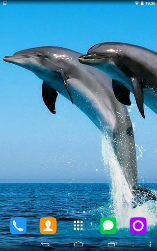 【免費個人化App】Dolphin Live Wallpaper-APP點子