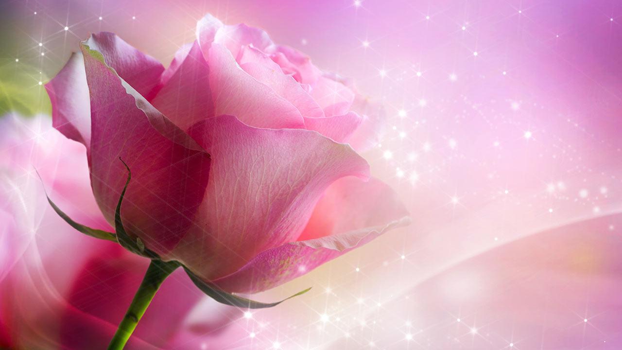 Pink Rose Background Wallpaper