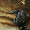 Long Neck Turtle