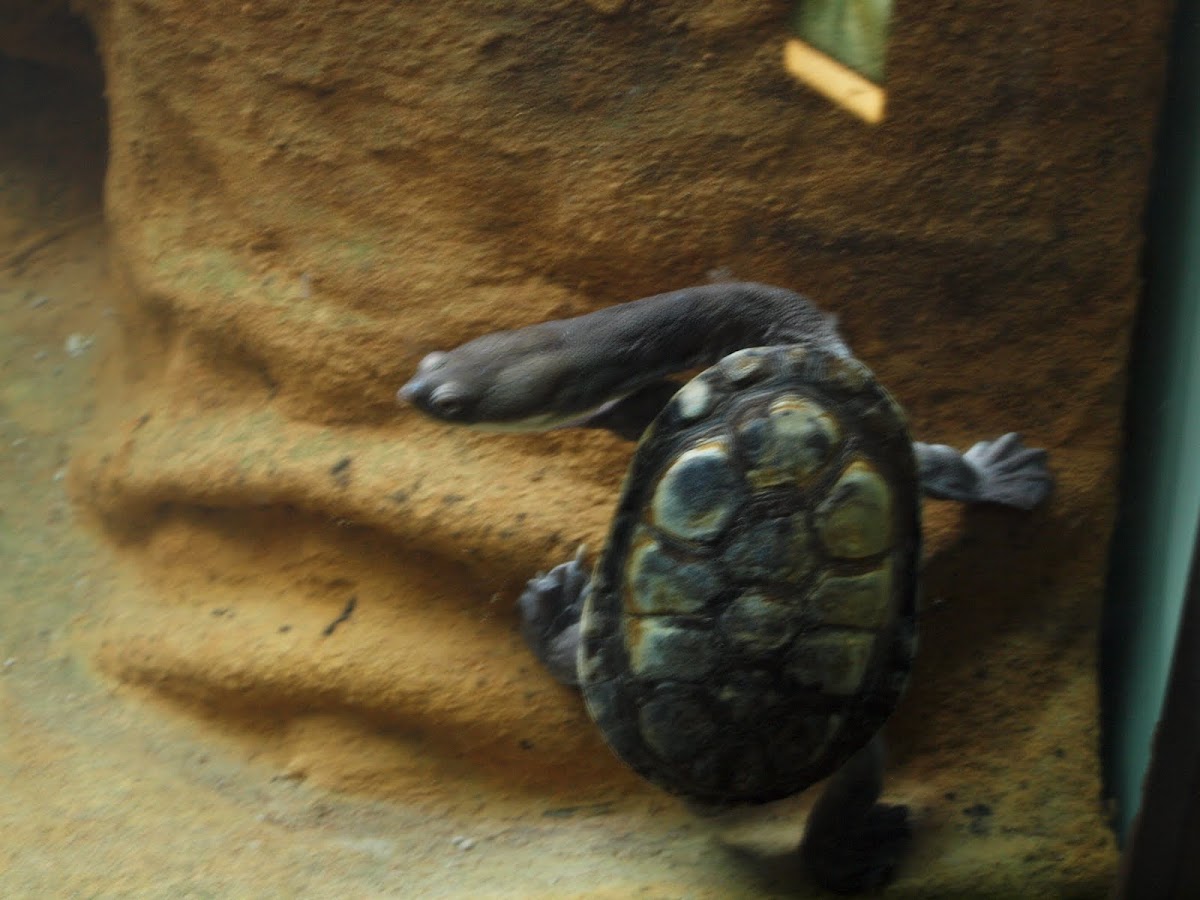 Long Neck Turtle