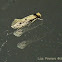 Tinea apicimaculella - Moth