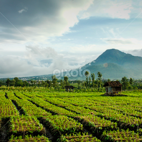 Mt Panderman by Anom Wicaksana - Landscapes Prairies, Meadows & Fields
