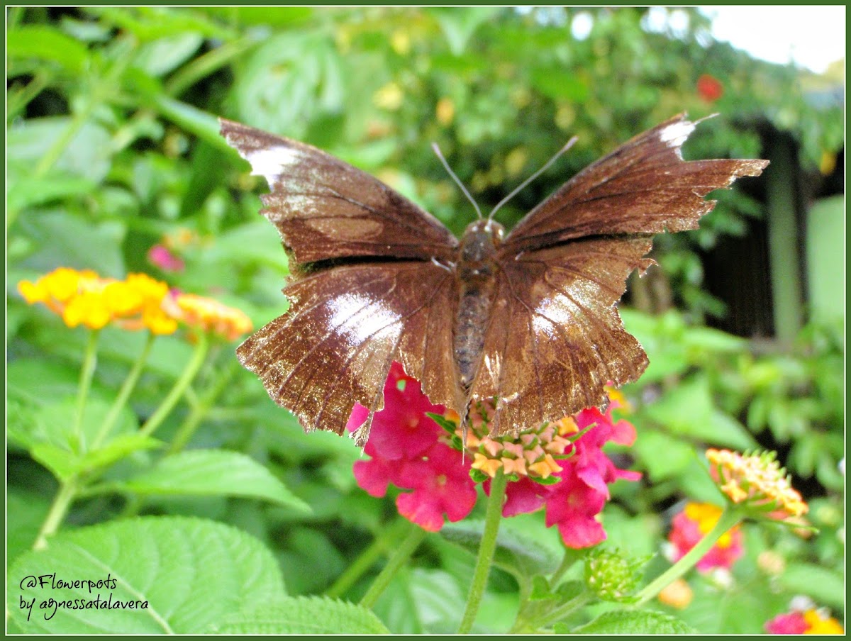 Common Eggfly Butterfly