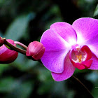 Moth Orchid