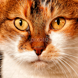 Speckle by John Phielix -  