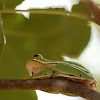 Green Treefrog