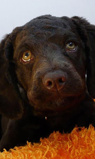 American Water Spaniel Wallpap