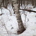 White birch