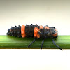 Ladybird Larva