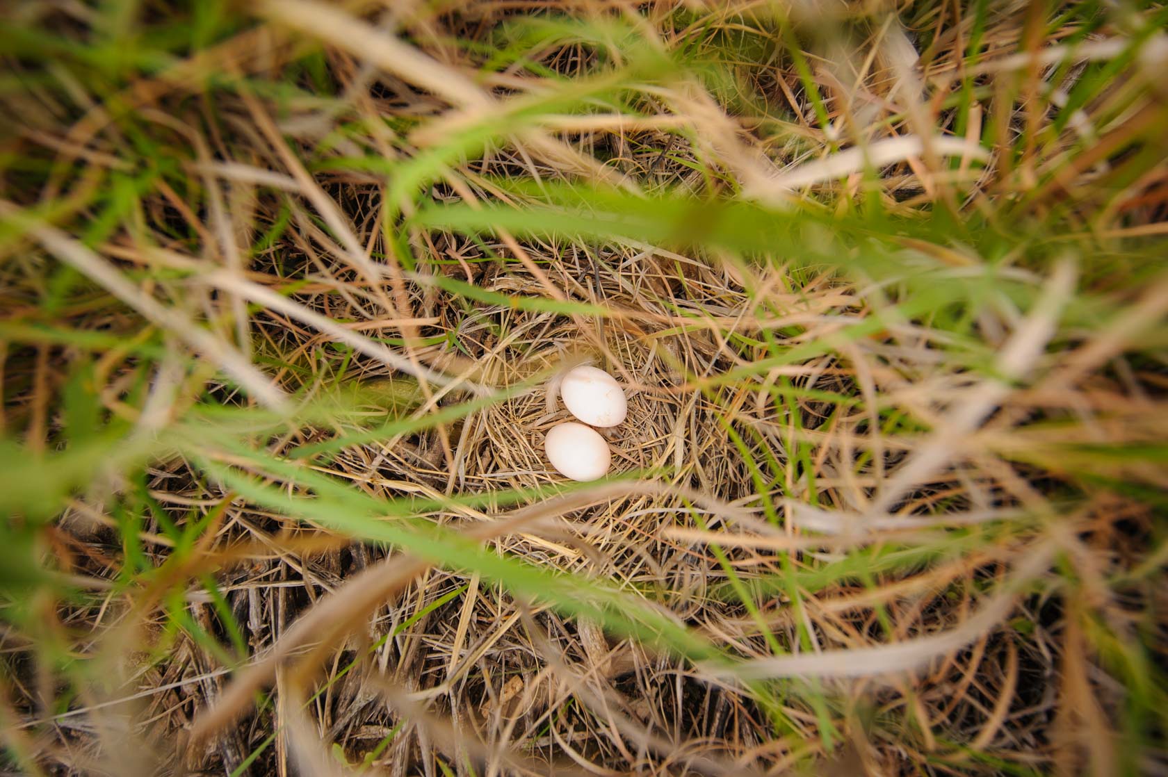 Dove Eggs on Grassland Restoration, Texas